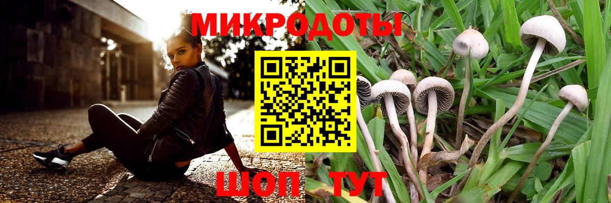 Кизилюрт  Галлюциногенные грибы Psilocybine cubensis  Вход с VPN 
